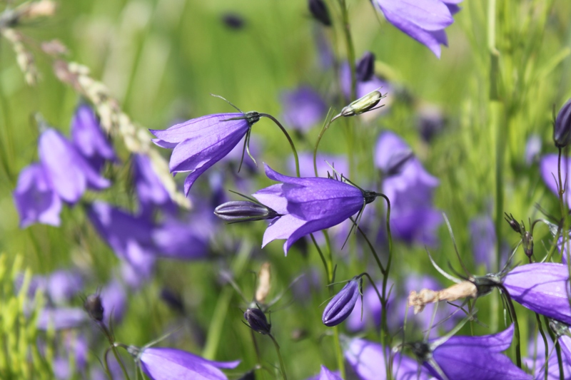 Image of Campanula rotundifolia specimen.