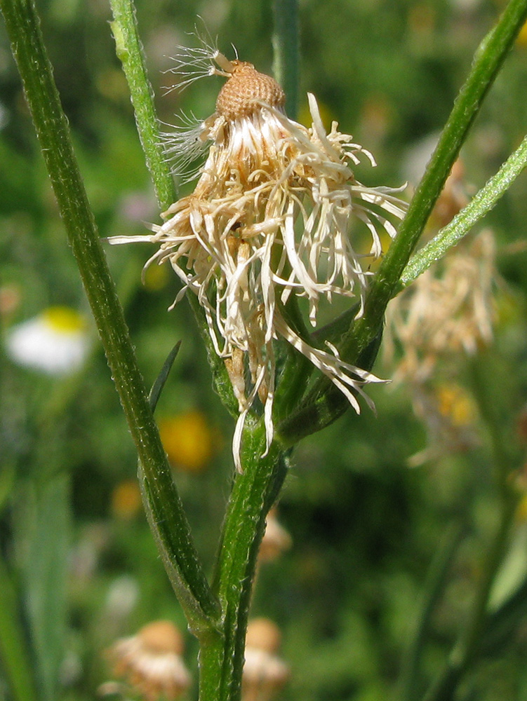 Image of Erigeron annuus specimen.