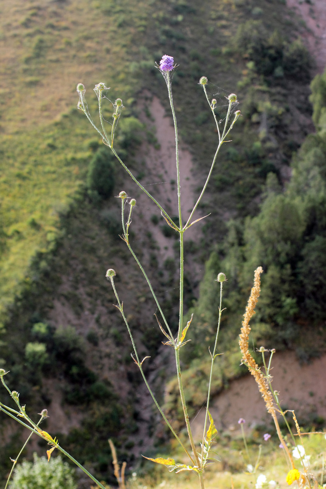 Image of Dipsacus dipsacoides specimen.