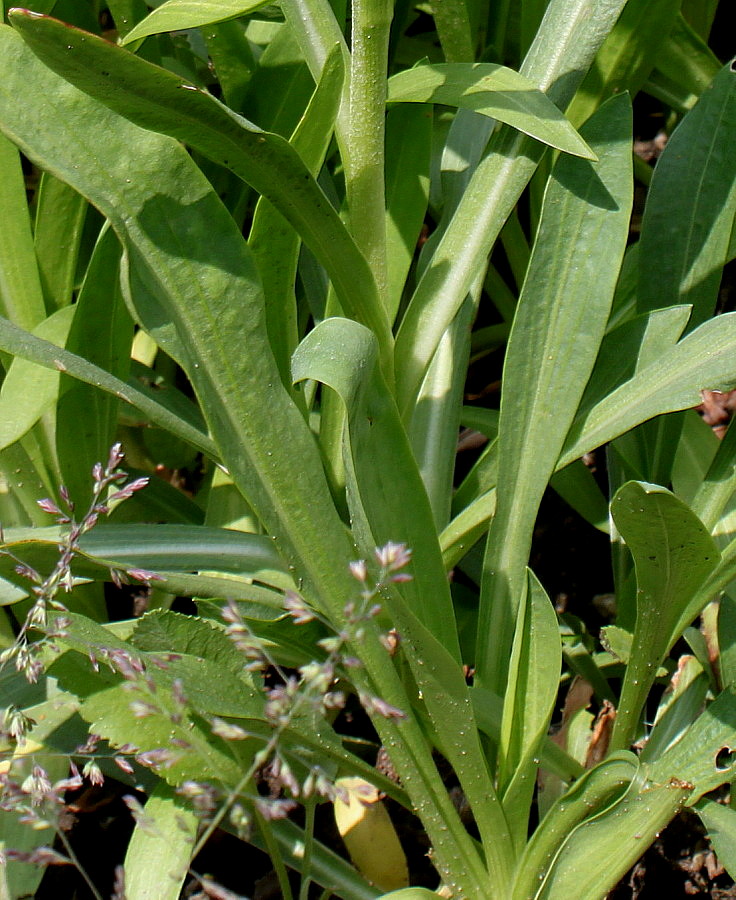 Image of Hymenoxys hoopesii specimen.