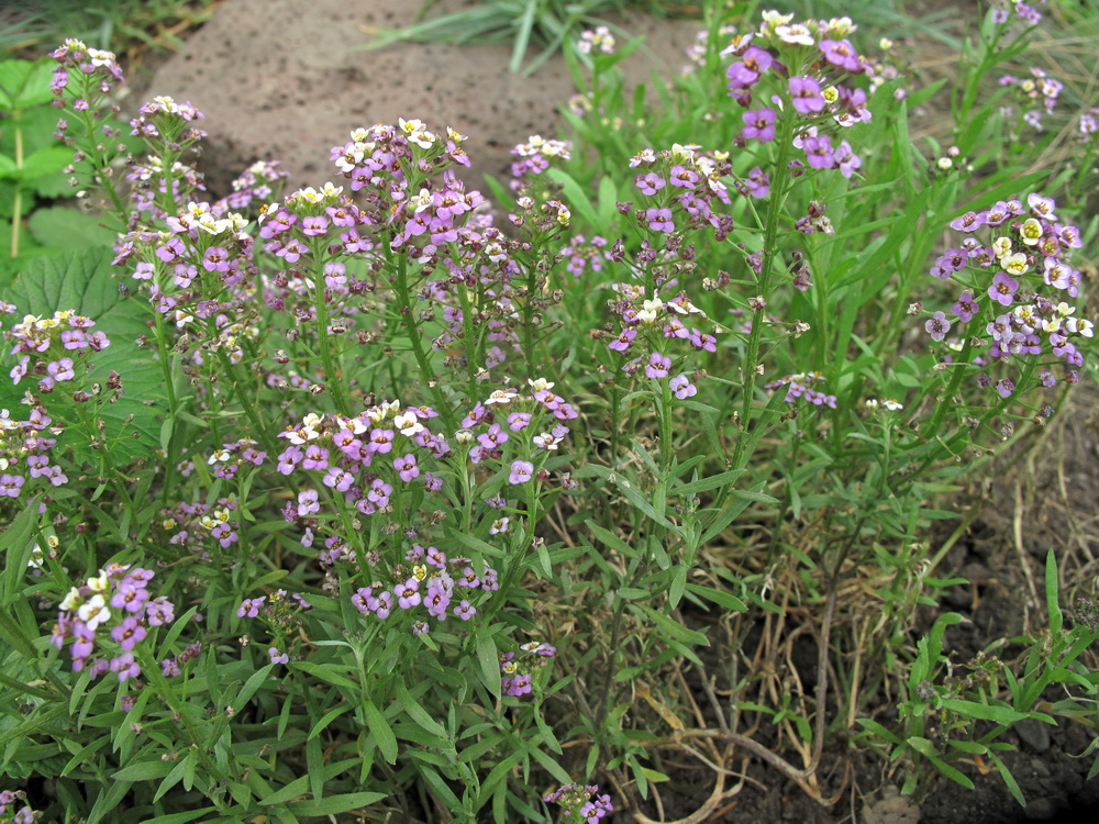 Image of Lobularia maritima specimen.