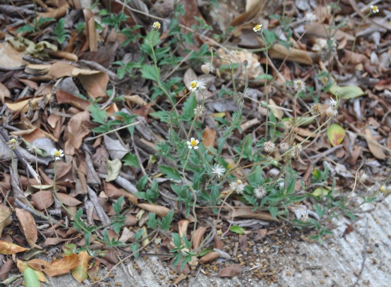 Image of Tridax procumbens specimen.