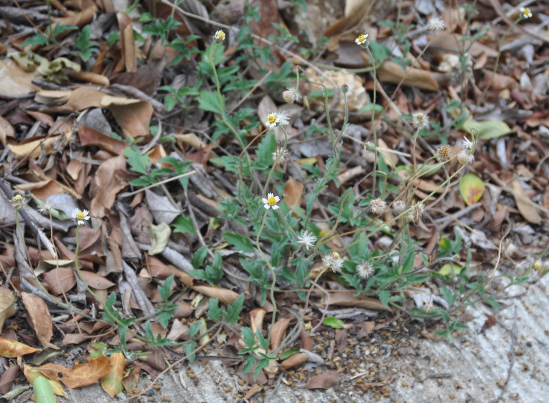 Изображение особи Tridax procumbens.