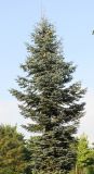 Abies procera form glauca. Крона дерева с шишками. Германия, г. Кемпен, в культуре. 23.08.2013.