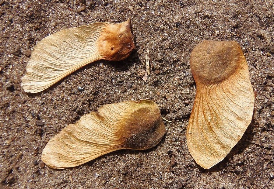 Image of Acer campestre specimen.