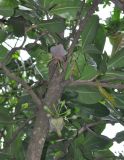 Barringtonia asiatica. Часть ветви с плодами. Таиланд, Краби. 18.06.2013.