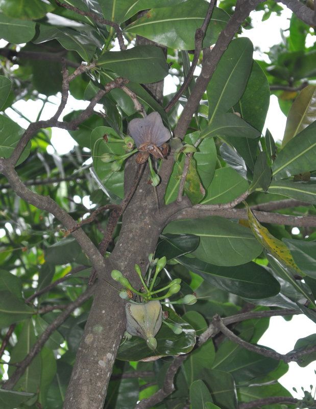 Image of Barringtonia asiatica specimen.