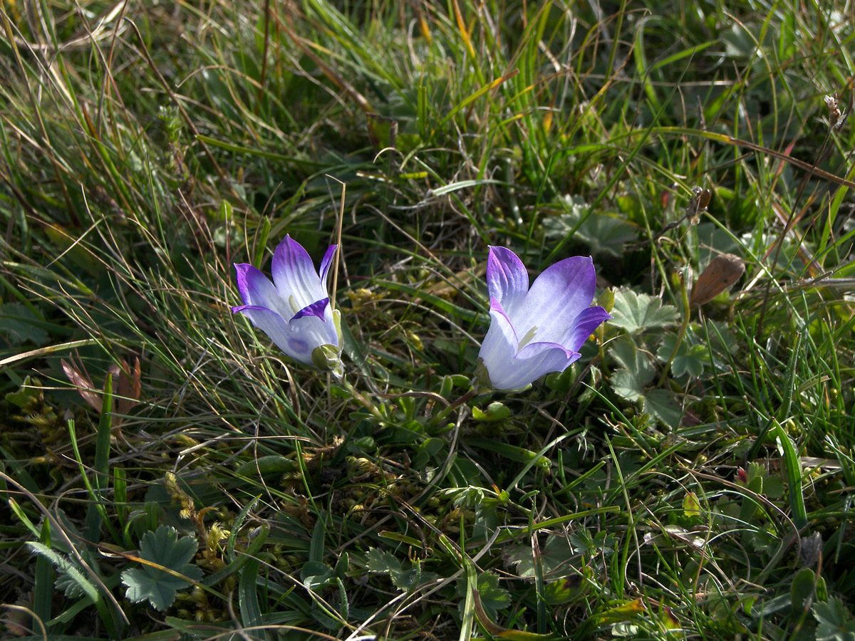 Image of Campanula biebersteiniana specimen.
