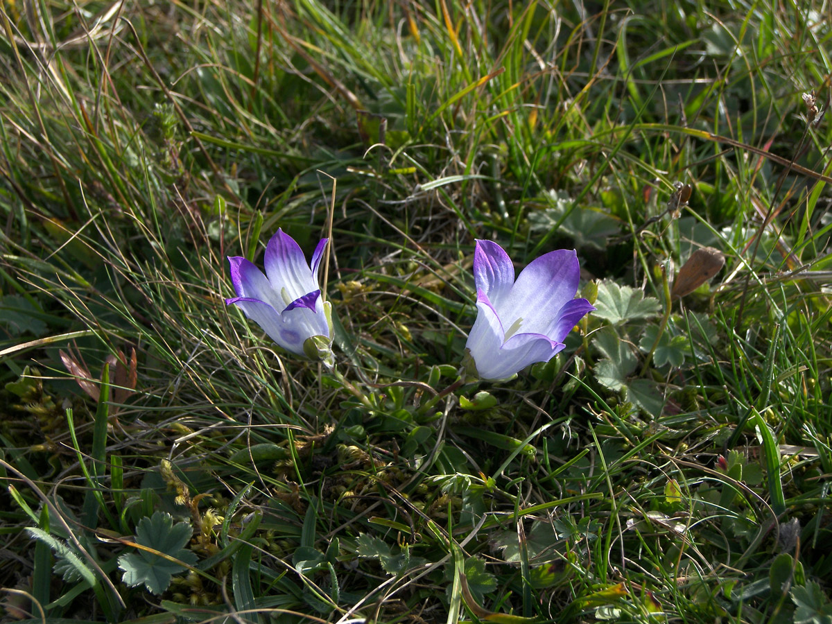 Изображение особи Campanula biebersteiniana.