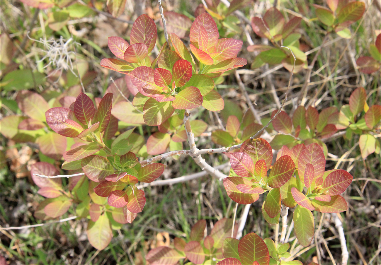 Image of Cotinus coggygria specimen.