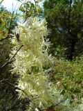 Clematis flammula