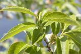 genus Salix