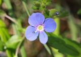 Veronica umbrosa