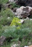 Ferula penninervis. Расцветающее растение. Южный Казахстан, хр. Каржантау, ущ. Бургулюк. 05.06.2013.