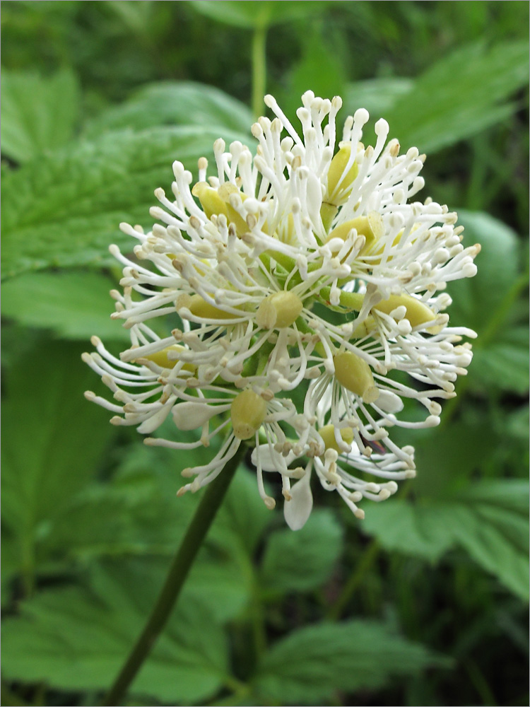 Image of Actaea spicata specimen.