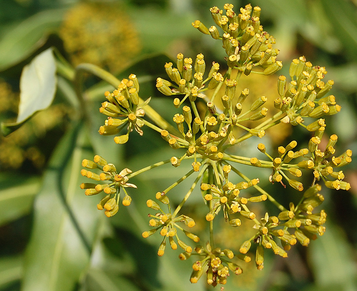 Изображение особи Bupleurum fruticosum.