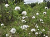 Eriophorum vaginatum. Верхушки плодоносящих растений. Тверская обл., Кимрский р-н, Подберезовское лесничество. 01.06.2008.