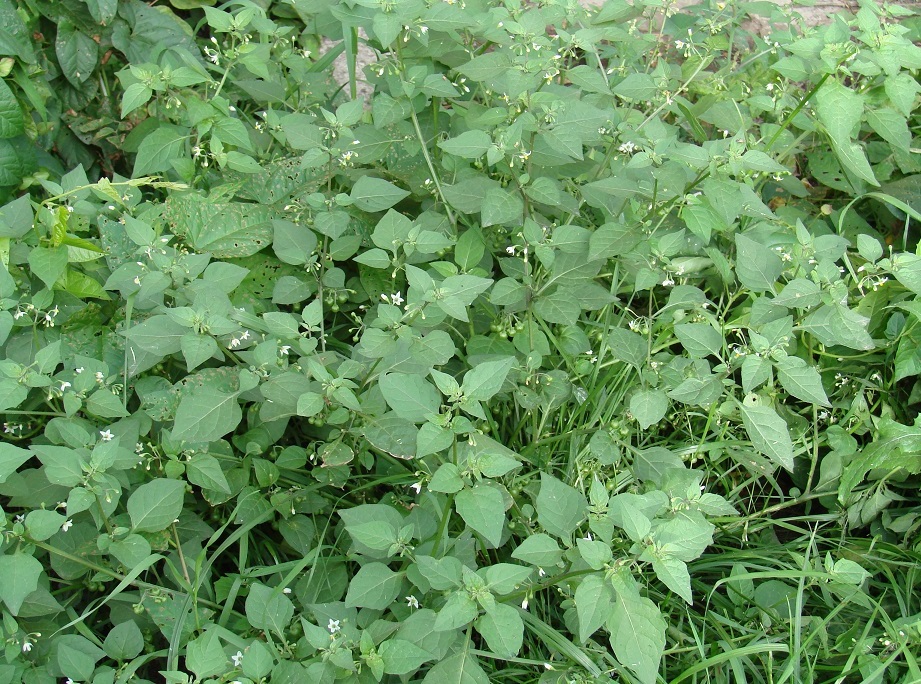 Изображение особи Solanum nigrum.