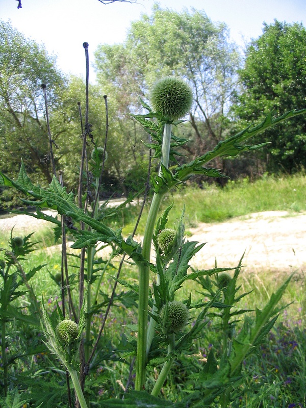 Изображение особи Echinops exaltatus.