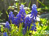 genus Muscari