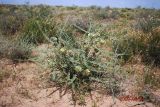 Astragalus turbinatus