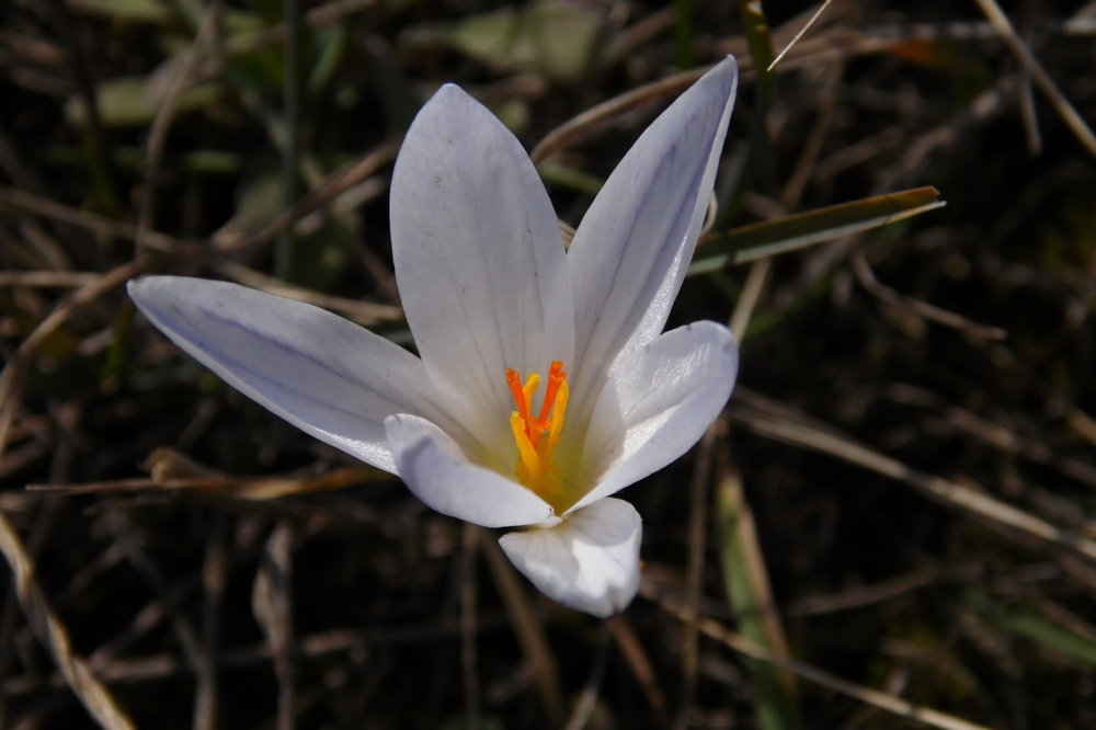 Изображение особи Crocus reticulatus.