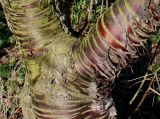Prunus serrula. Верхняя часть ствола с основаниями двух скелетных ветвей. Германия, г. Дюссельдорф, Ботанический сад университета. 02.03.2014.