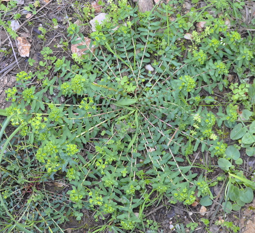 Image of Euphorbia apios specimen.