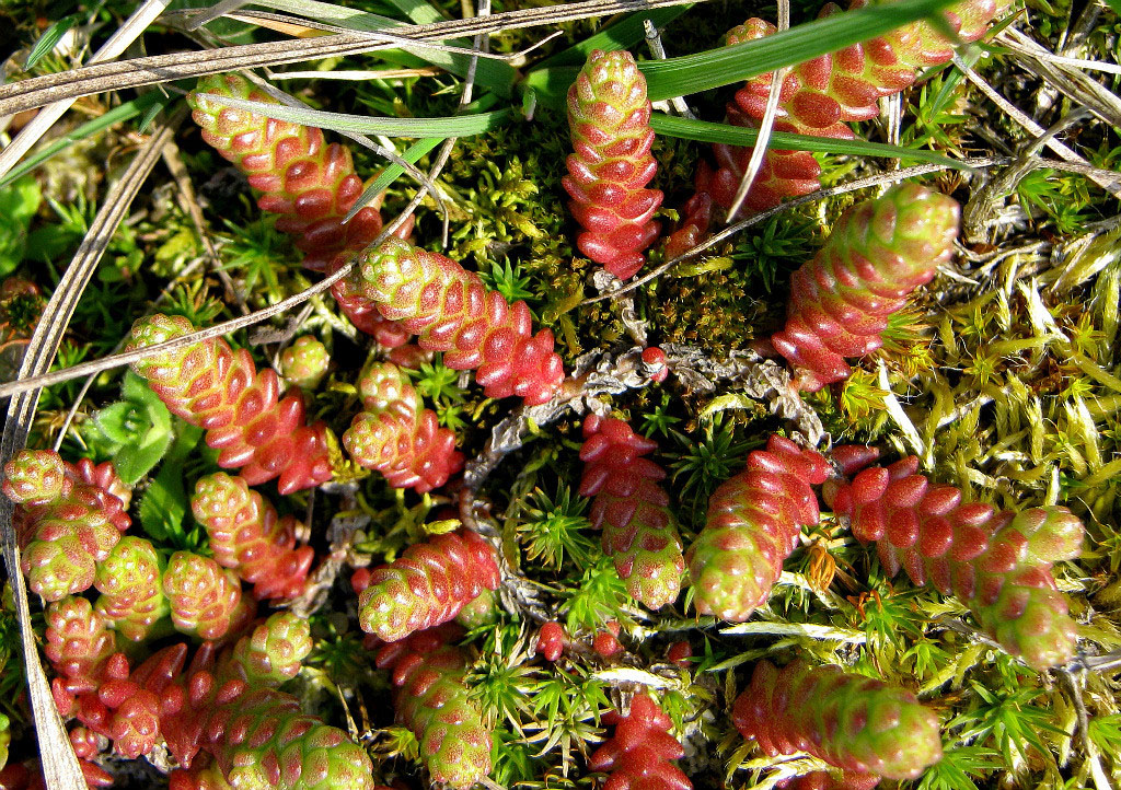 Image of genus Sedum specimen.