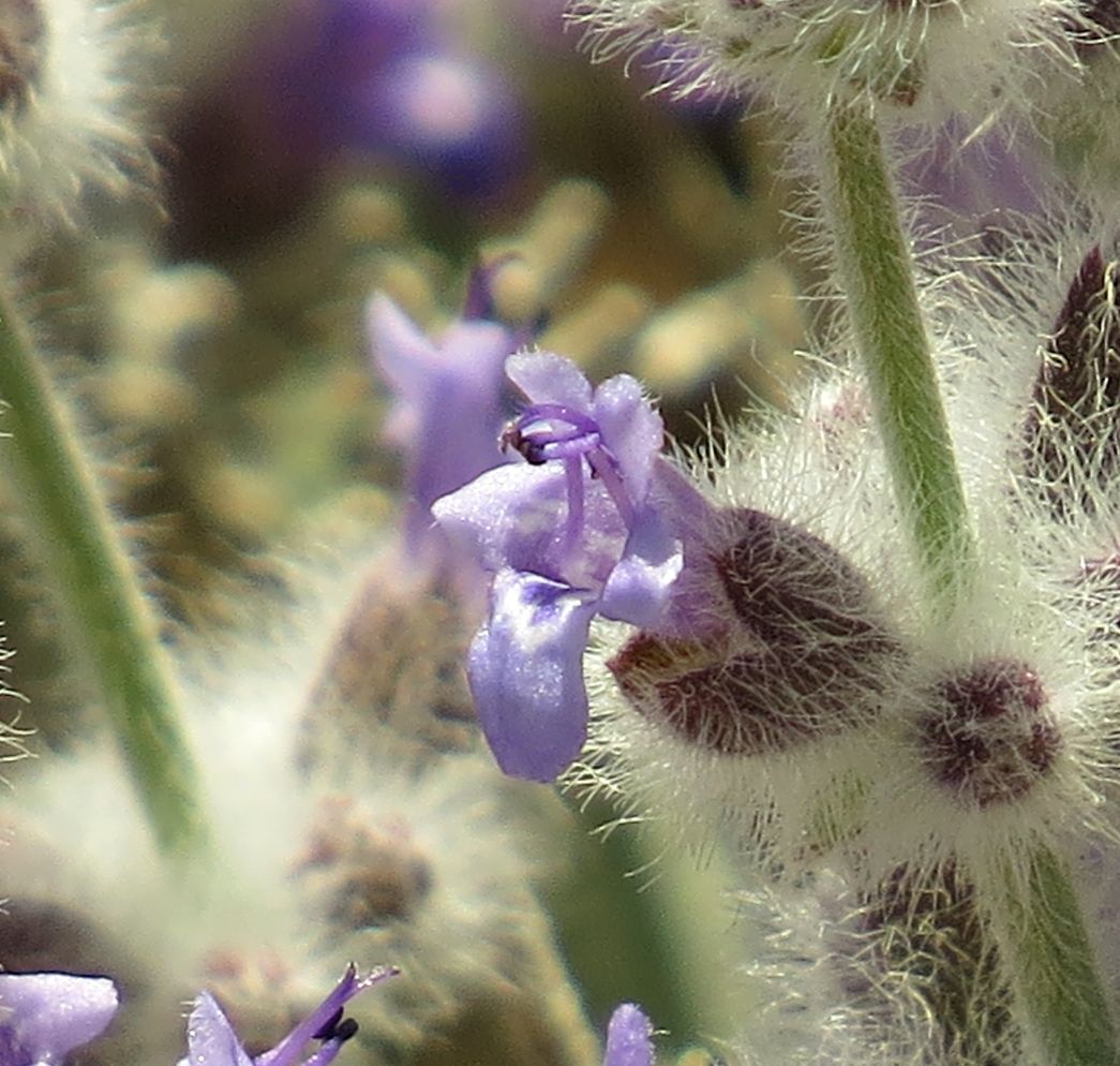 Изображение особи Salvia deserti.