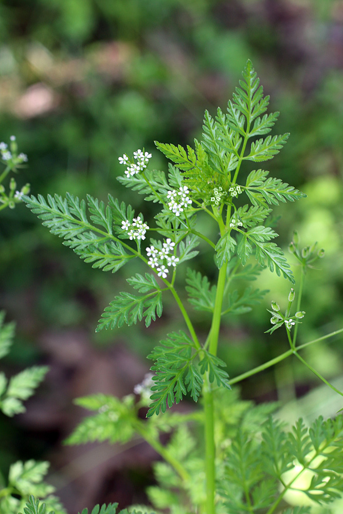 Изображение особи Anthriscus caucalis.