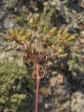 Ferula caspica. Верхняя часть растения. ЮВ Крым, бухта Тихая. 21 июня 2009 г.