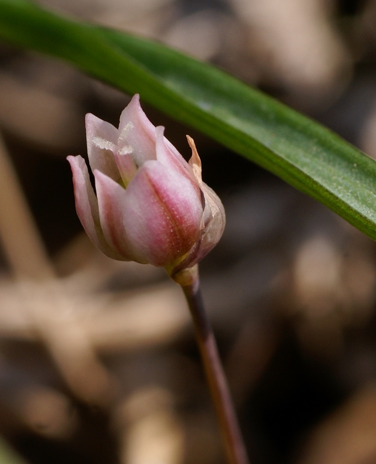 Image of Allium monanthum specimen.