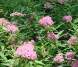 Spiraea japonica