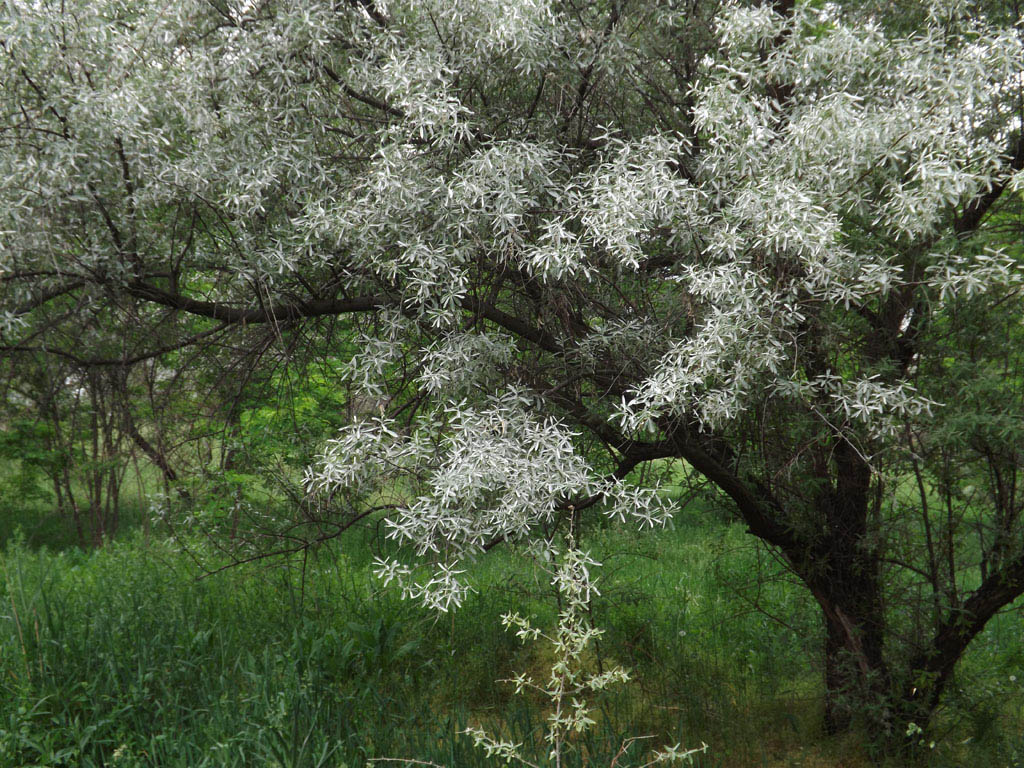 Image of Elaeagnus angustifolia specimen.