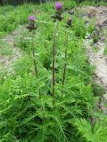 Cirsium heterophyllum