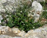 Crambe hispanica