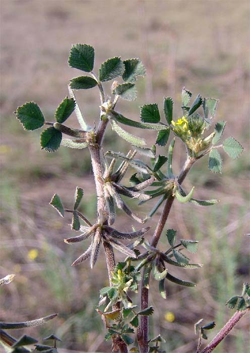 Image of Trigonella monspeliaca specimen.