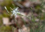Dianthus borussicus