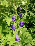 Aconitum delphiniifolium