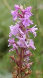 Gymnadenia conopsea. Соцветие (верхняя часть) с цветками и завязями плодов. Архангельская обл., начало августа.