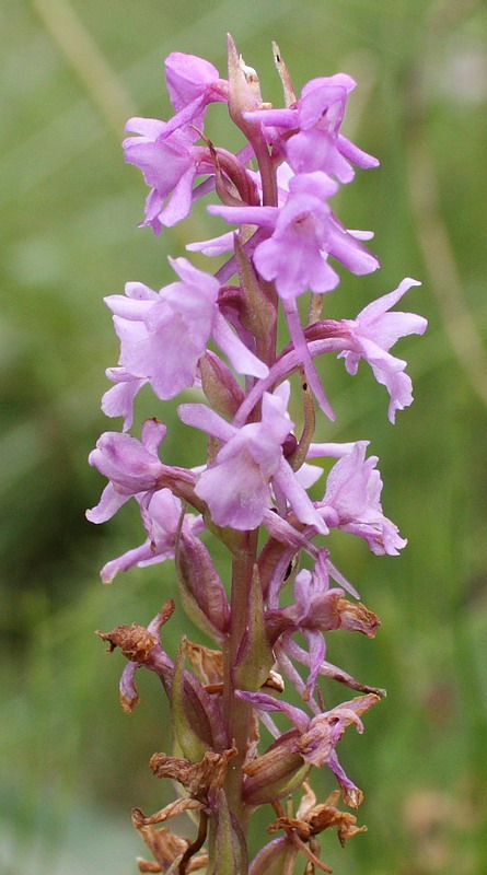 Image of Gymnadenia conopsea specimen.