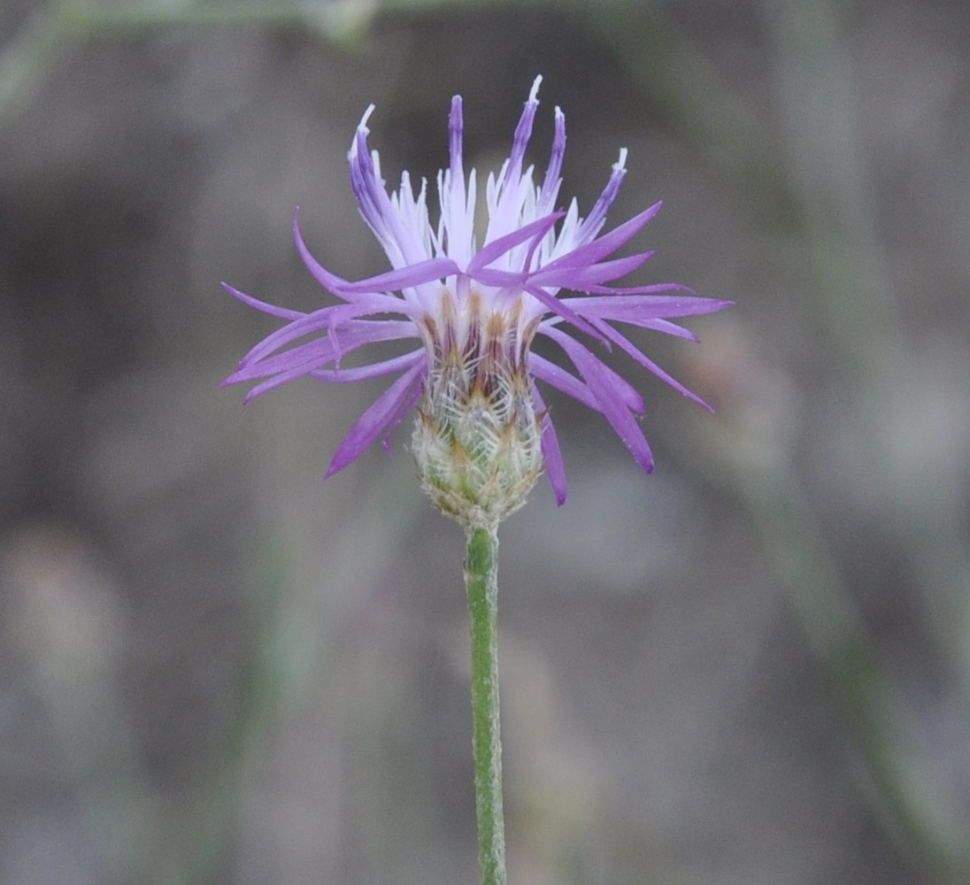 Изображение особи род Centaurea.