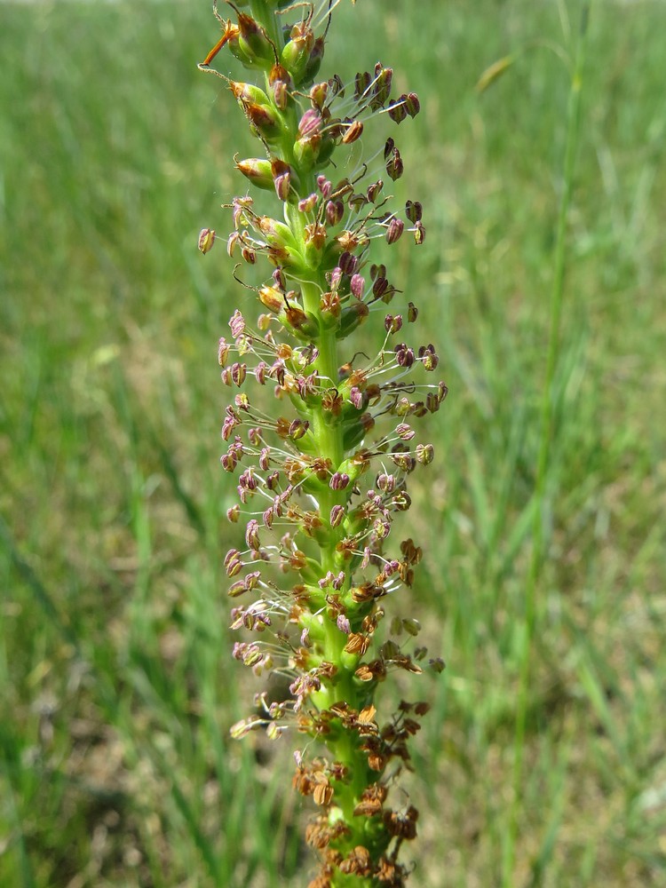 Изображение особи Plantago cornuti.