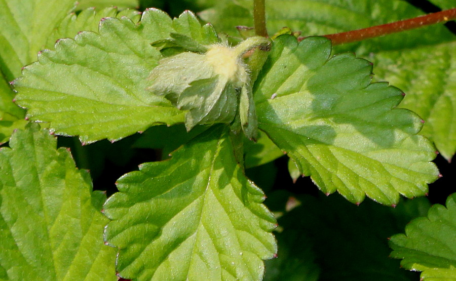 Image of Duchesnea indica specimen.