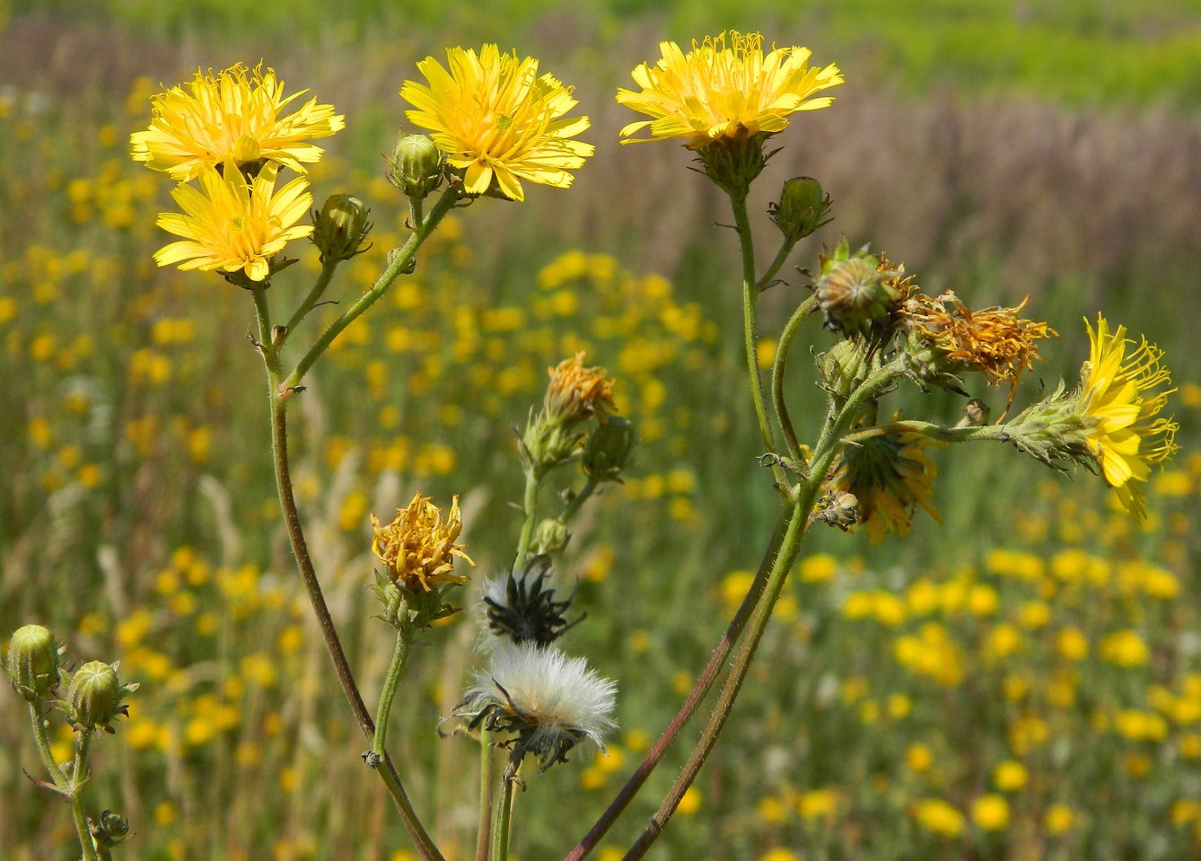 Image of Picris hieracioides specimen.