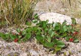 Salix herbacea