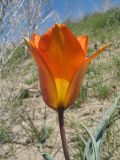 Tulipa lehmanniana