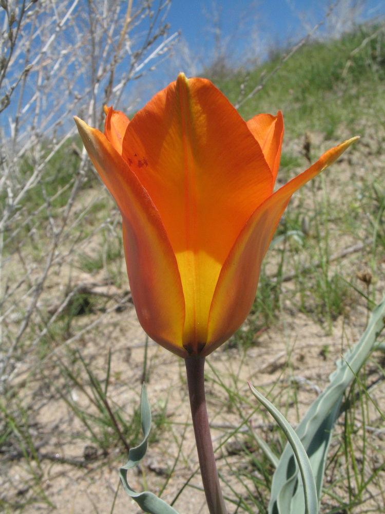 Image of Tulipa lehmanniana specimen.