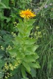 Inula grandiflora. Цветущее растение. Карачаево-Черкесия, окр. пос. Домбай, долина р. Аманауз. 27.07.2014.